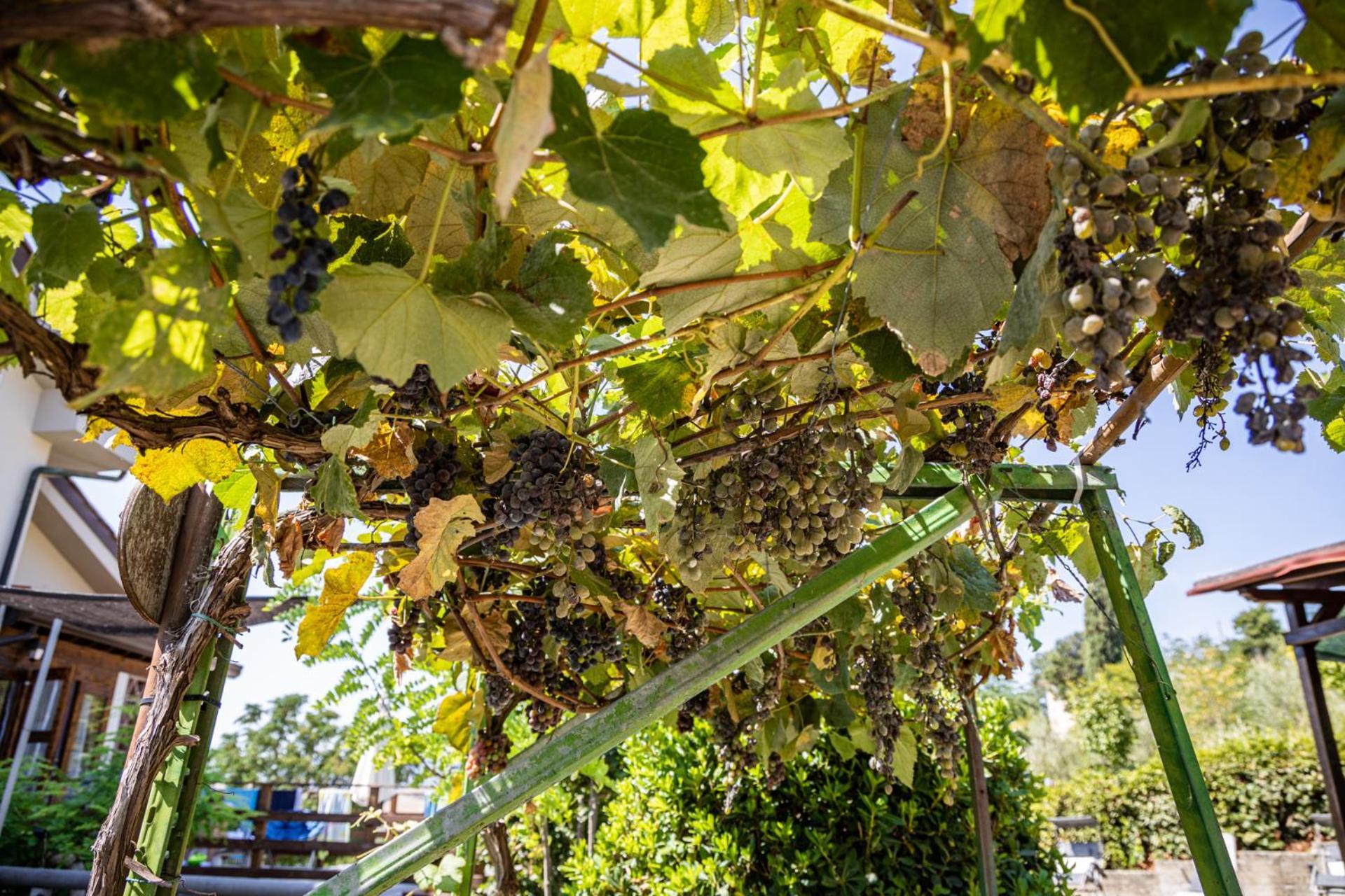Sole Verde Green House Terricciola Zewnętrze zdjęcie